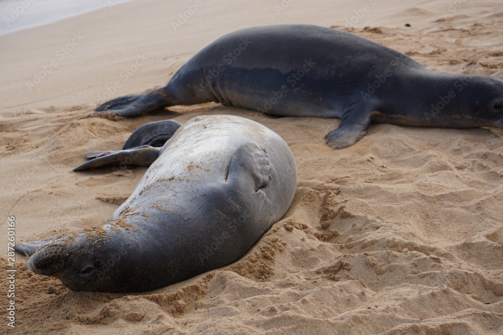 Obraz premium Hawaiian Monk Seals Sleeping on the Beach in Kauai