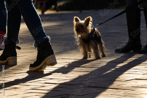 Perro con correa entre gente caminando