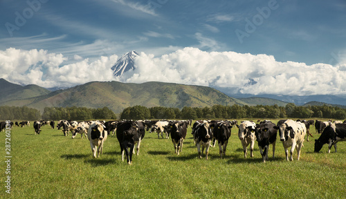 cows graze on the field