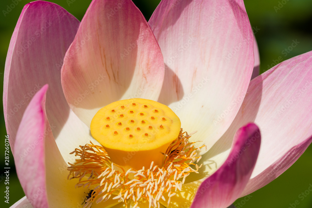 Heart of a lotus pink lotus flower Heart of a lotus pink lotus flower