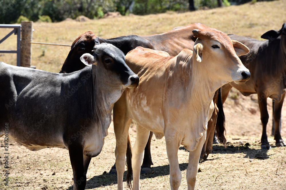 farm breeding with cow calf bull ox in nature landscape