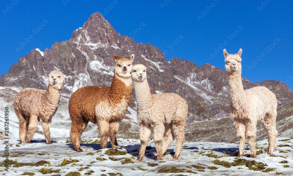 Fototapeta premium llama or lama, Andes mountains,