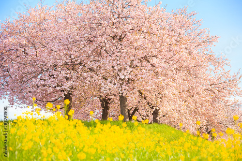 Cherry blossoms in full bloom and rape blossoms photo