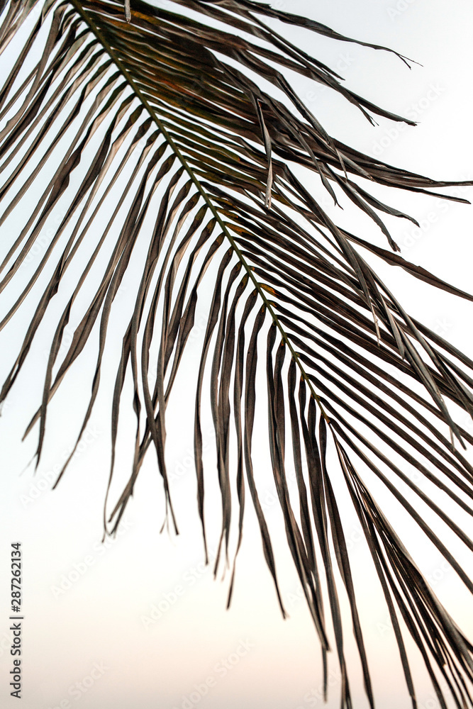 Obraz premium Exotic tropical coconut palm branch with sunset. Minimalistic background with neutral colors. Summer, travel and adventure concept.