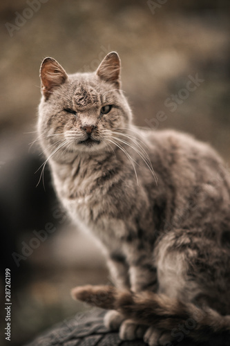 Gray cat © Руслана Маклашевская