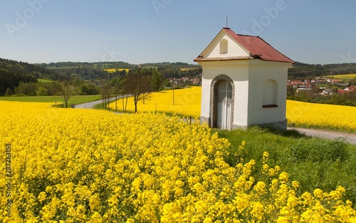 Field of rapeseed and small white chapel and road