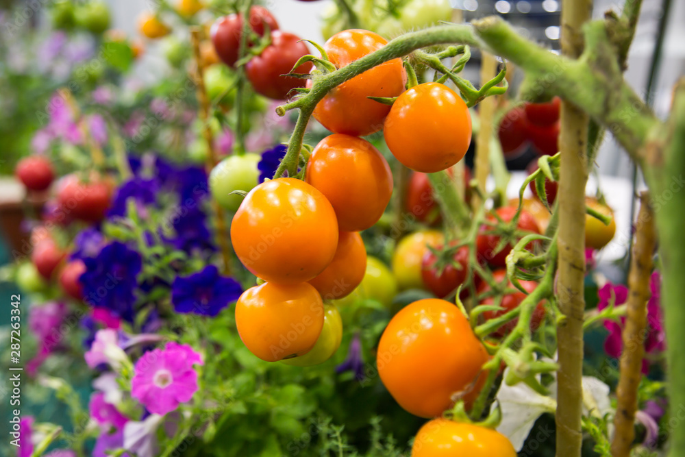 Yellow tomatoes in the ground on a background of flowers. Agriculture Useful vegetables and fruits Food Yellow tomatoes in the ground on a background of flowers. Agriculture Useful vegetables and fruits Food