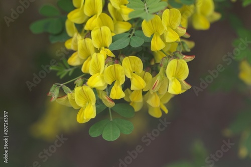 Scorpion senna, Hippocrepis emerus photo