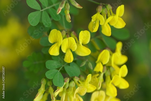 Scorpion senna, Hippocrepis emerus photo