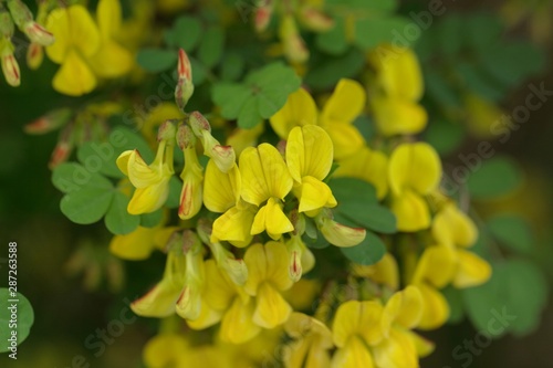 Scorpion senna, Hippocrepis emerus photo