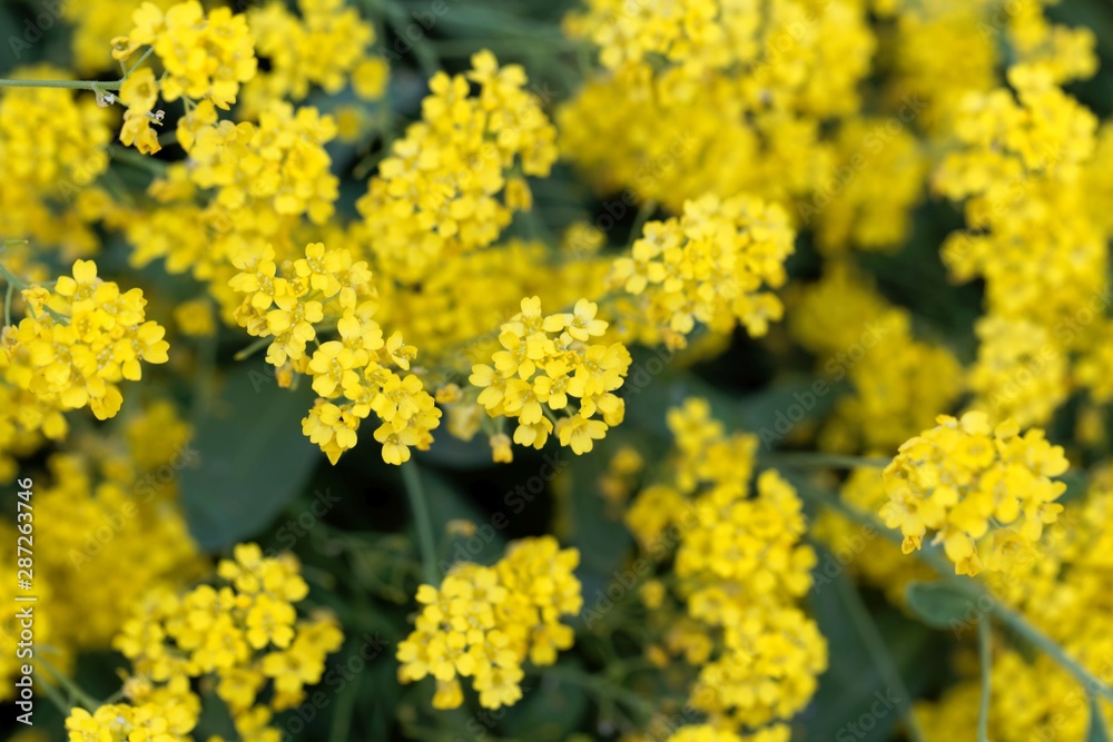 Flowers of a basket of gold, Aurinia saxatilis Flowers of a basket of gold, Aurinia saxatilis