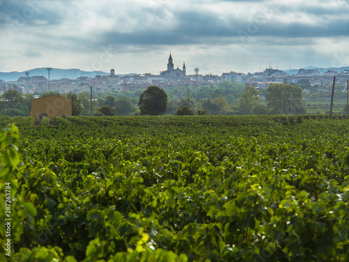 vineyard field with Vilafranca del Penedes photo
