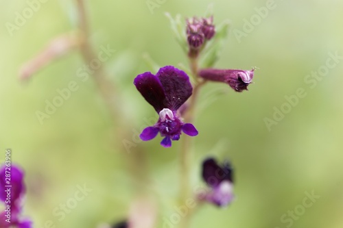 Flower of a clammy cuphea, Cuphea viscosissima