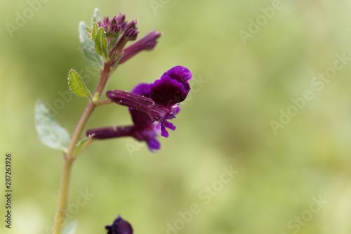 Flower of a clammy cuphea, Cuphea viscosissima photo