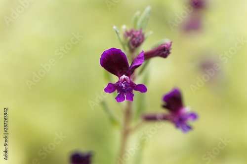 Flower of a clammy cuphea, Cuphea viscosissima