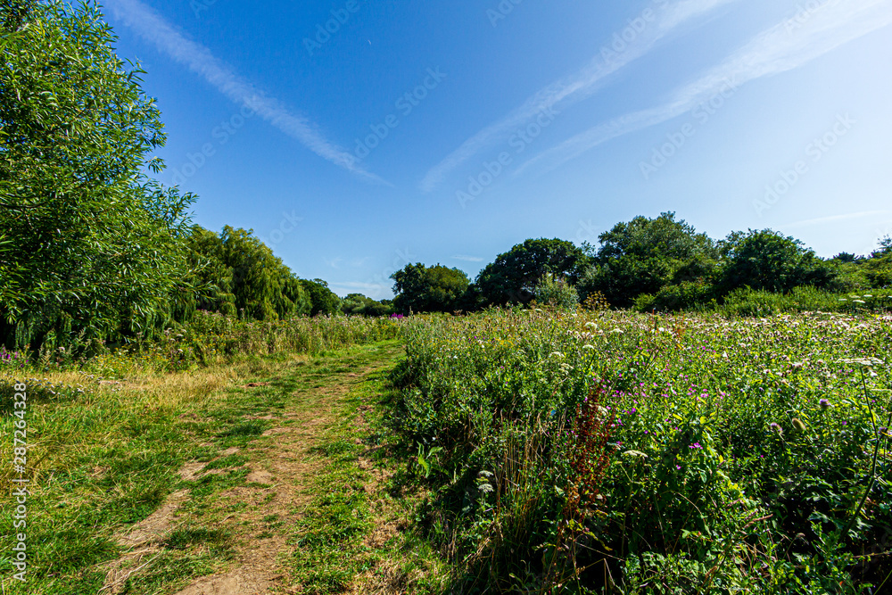 A trail path along wild green vegetations and trees under a majestic blue sky