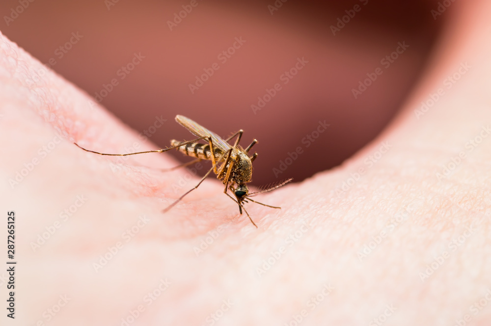 Encephalitis, Yellow Fever, Malaria Disease or Zika Virus Infected Culex Mosquito Parasite Insect on Skin Macro Encephalitis, Yellow Fever, Malaria Disease or Zika Virus Infected Culex Mosquito Parasite Insect on Skin Macro