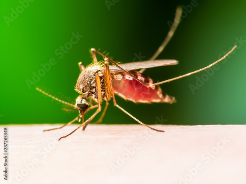 Encephalitis, Yellow Fever, Malaria Disease, Mayaro or Zika Virus Infected Culex Mosquito Parasite Insect Macro on Green Background