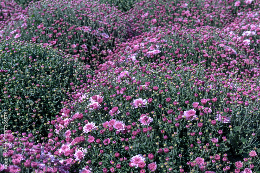 Many large flowering bushes of pink chrysanthemum with buds on green stems grow in the form of balls in the city Park Many large flowering bushes of pink chrysanthemum with buds on green stems grow in the form of balls in the city Park