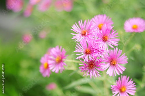 GRUPO DE FLORES ROSADAS JUNTAS CON ENFOQUE SUAVE Y BOKEH LUMINOSO  flor  morada  rosa  florecer  margarita  verde  primavera  flora