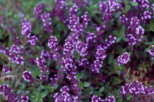 Purple flowers of thyme grow with green grass