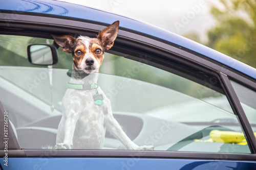 Cute little terrier dog with one big ear cocked stares out of car window - selective focus