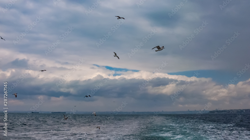 wide angle view from the sea with seagulls