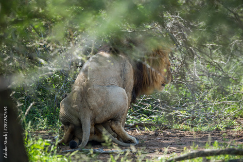 African lion in Kruger National park  South Africa