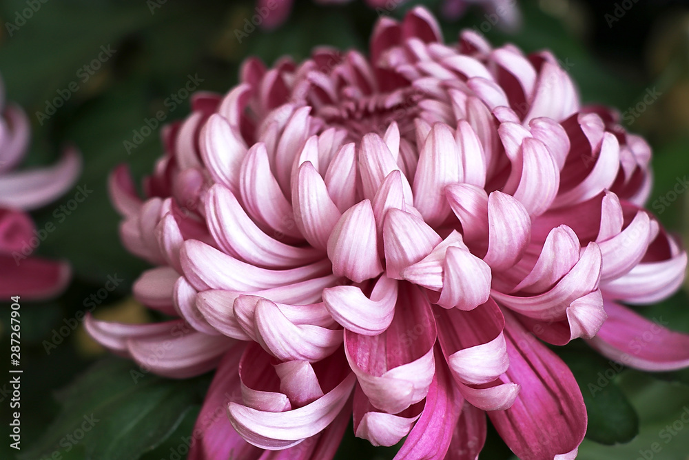 Ruby red chrysanthemum flower in closeup