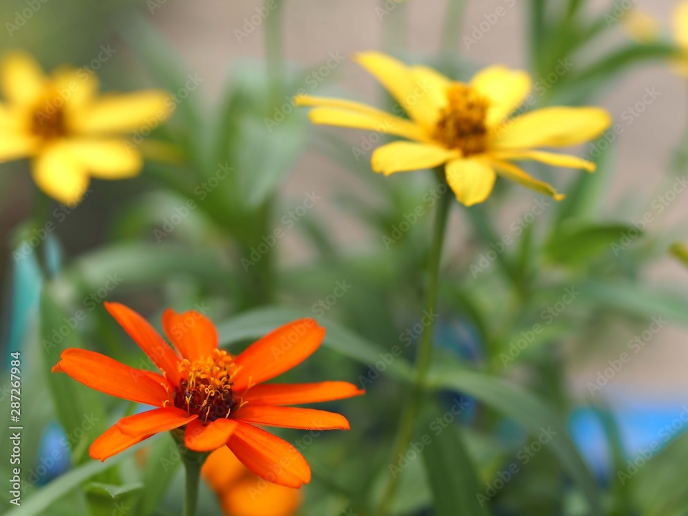 ヒャクニチソウの花