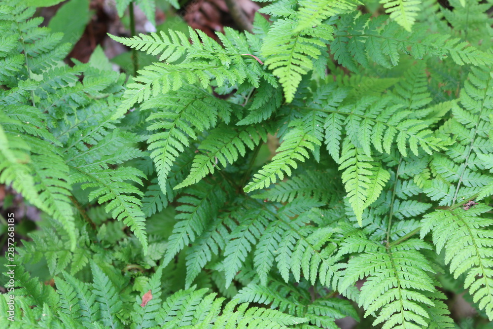 green fern leaves green fern leaves
