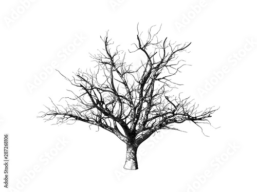 Engraved winter dry tree isolated on white BG