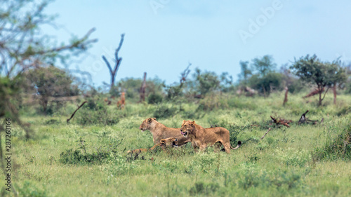 African lion in Kruger National park, South Africa