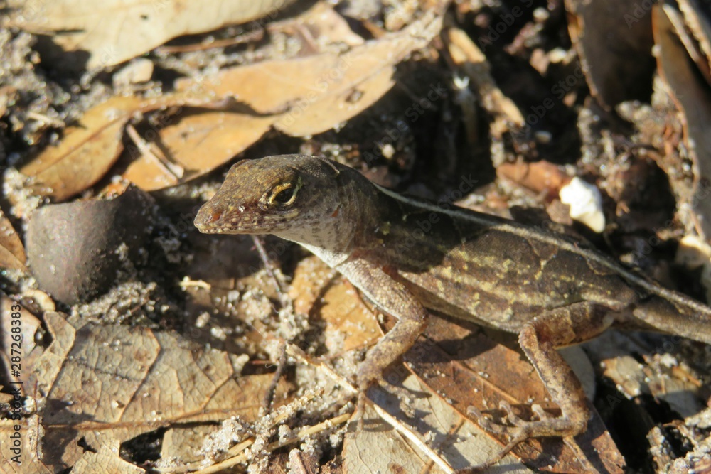Brown anole lizard in Florida wild, closeup Brown anole lizard in Florida wild, closeup
