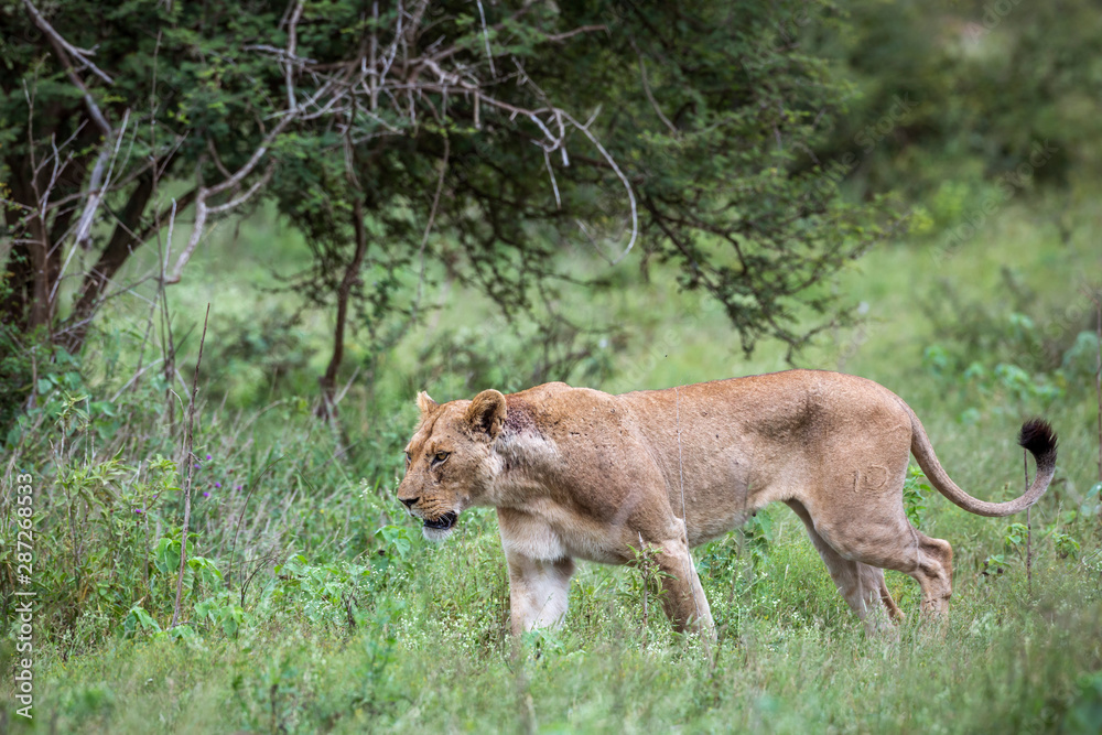 African lion in Kruger National park, South Africa African lion in Kruger National park, South Africa