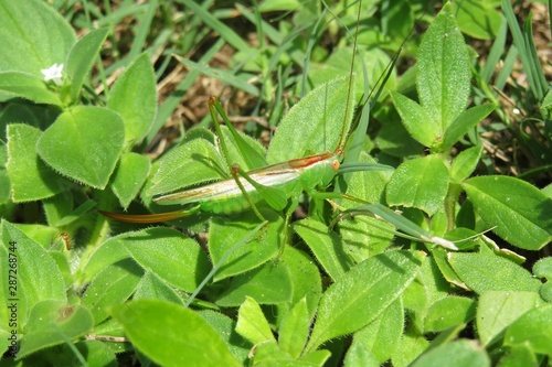 Green grasshopper on plant in Florida nature, closeup