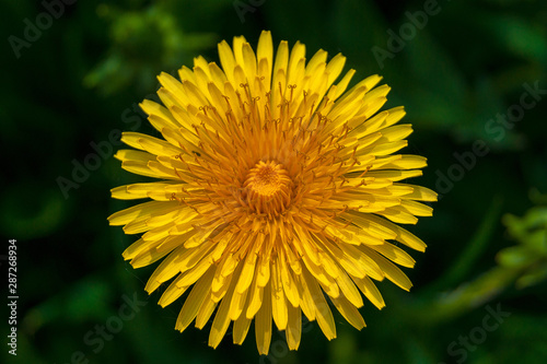 Wallpaper Mural Bright yellow dandelions in rich green grass. Visible every stamen and every petal Torontodigital.ca