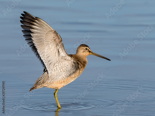 Fotografie Long-billed Dowitcher with Open Wings