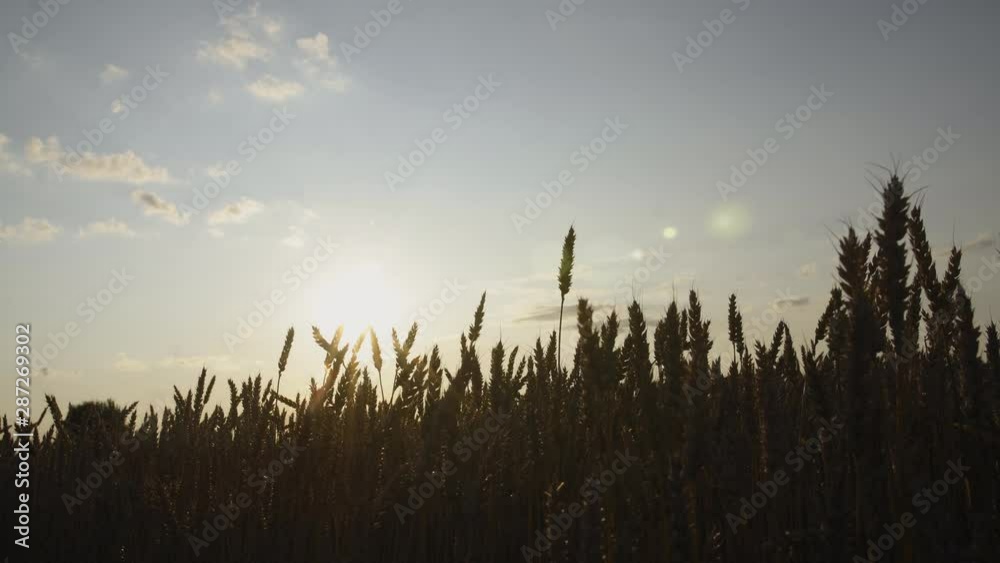 Ripe wheat blades in rays of sunset or sunrise light. Golden cereal field shot with slide camera movement, sun flares Ripe wheat blades in rays of sunset or sunrise light. Golden cereal field shot with slide camera movement, sun flares