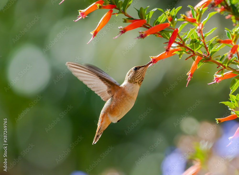 Fototapeta premium Młody Rufous Hummingbird (Selasphorus rufus) pije nektar z kufei