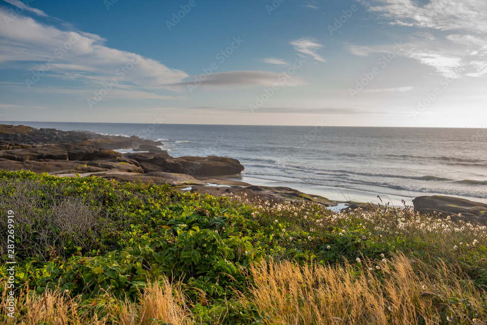 A natural Oregon seascape with Salal and a rocky shore