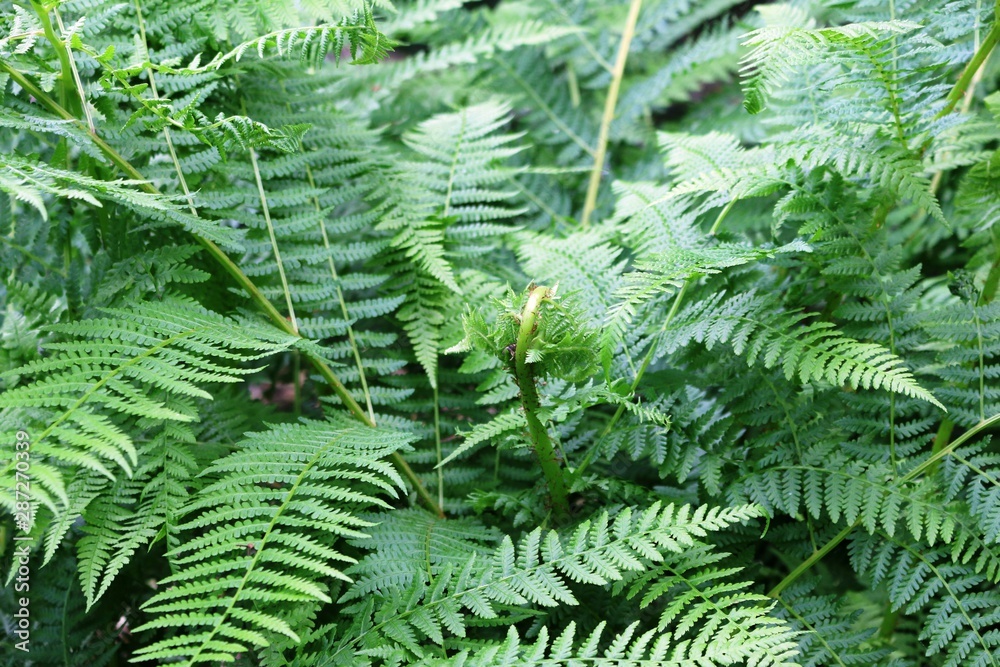 fern fern