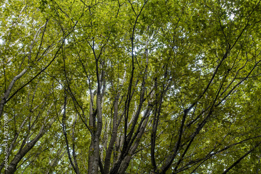 dense thin branches in the park filled with green foliage dense thin branches in the park filled with green foliage