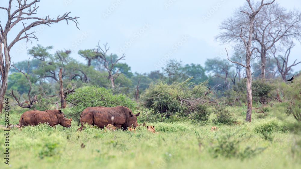 Southern white rhinoceros in Kruger National park, South Africa