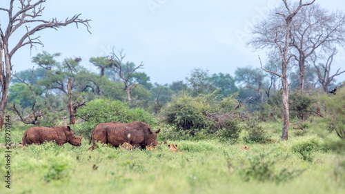 Southern white rhinoceros in Kruger National park  South Africa