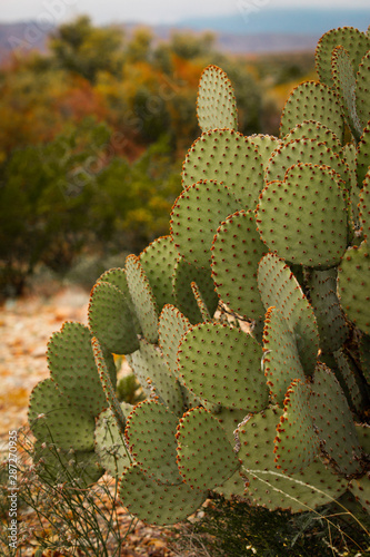 Closeup of a cactus plant in the desert