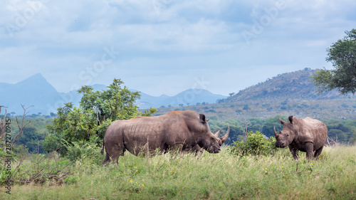 Southern white rhinoceros in Kruger National park  South Africa