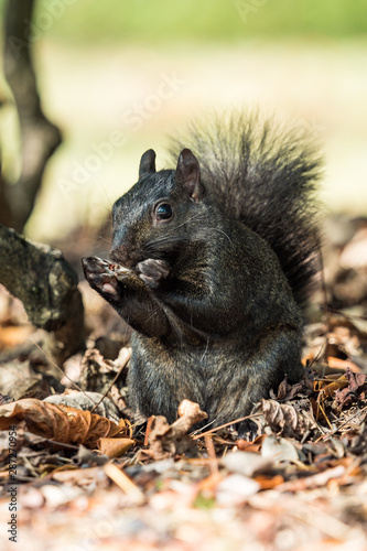 close up of a cute brown squirrel eating the food held on its claws while sitting on brown dry grasses