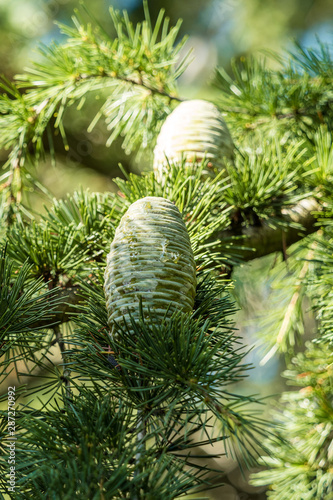 big green pine cones grown on the pine tree under the sun in the park