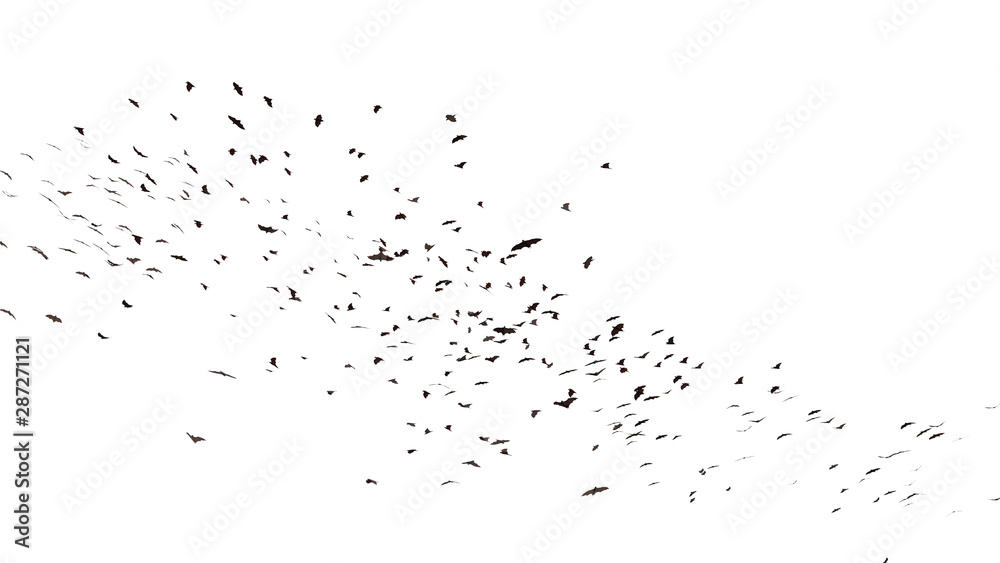 large group of flying foxes, mega bats isolated on white background